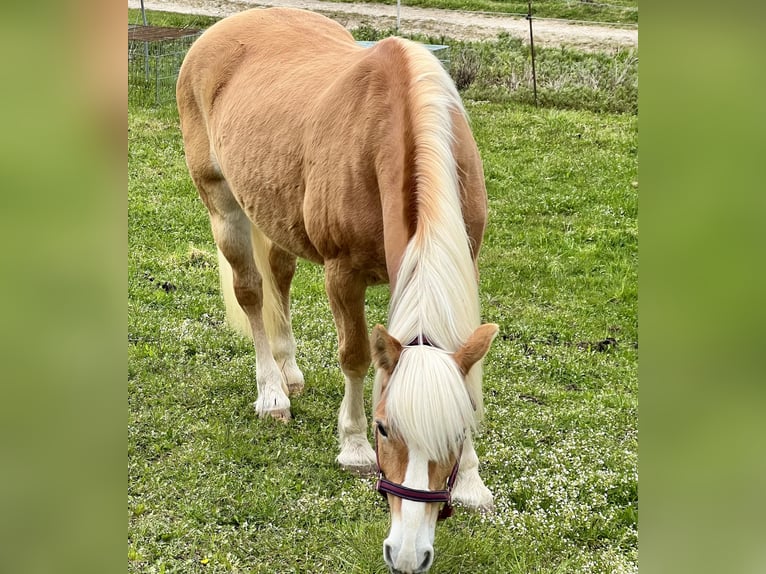 Haflinger Jument 21 Ans 149 cm Alezan in Gondiswil