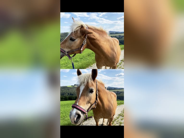 Haflinger Jument 22 Ans 144 cm Bai clair in Bromberg