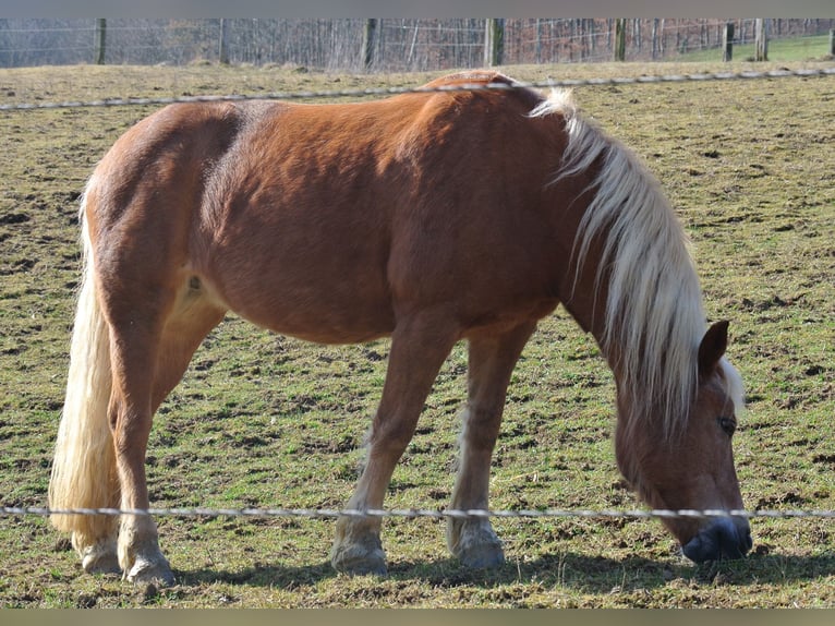 Haflinger Jument 22 Ans 150 cm Alezan in Waldstetten