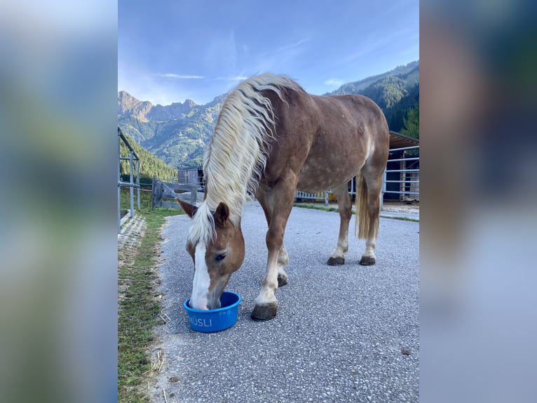 Haflinger Jument 22 Ans 152 cm Alezan in Nesselwängle
