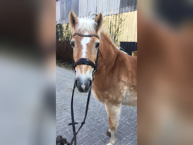 Haflinger Jument 22 Ans  in Münster