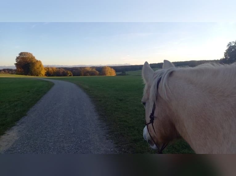 Haflinger Croisé Jument 25 Ans 155 cm Palomino in Utting am Ammersee