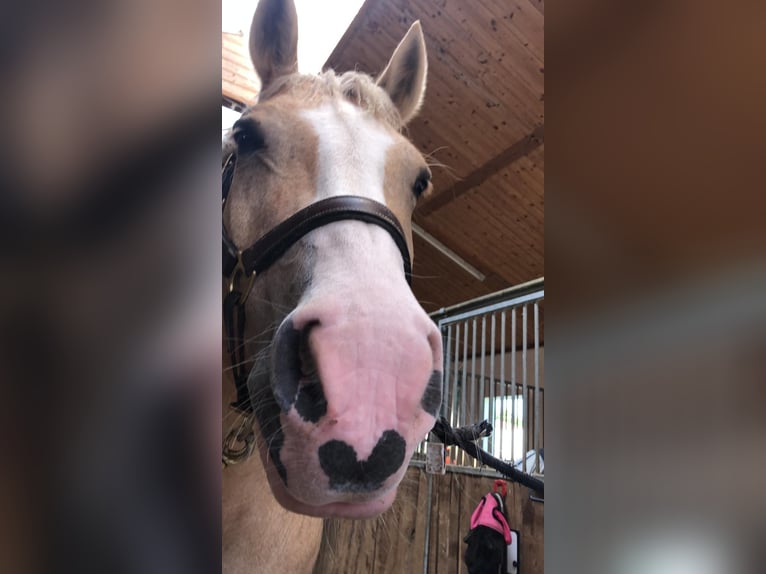 Haflinger Croisé Jument 25 Ans 155 cm Palomino in Utting am Ammersee