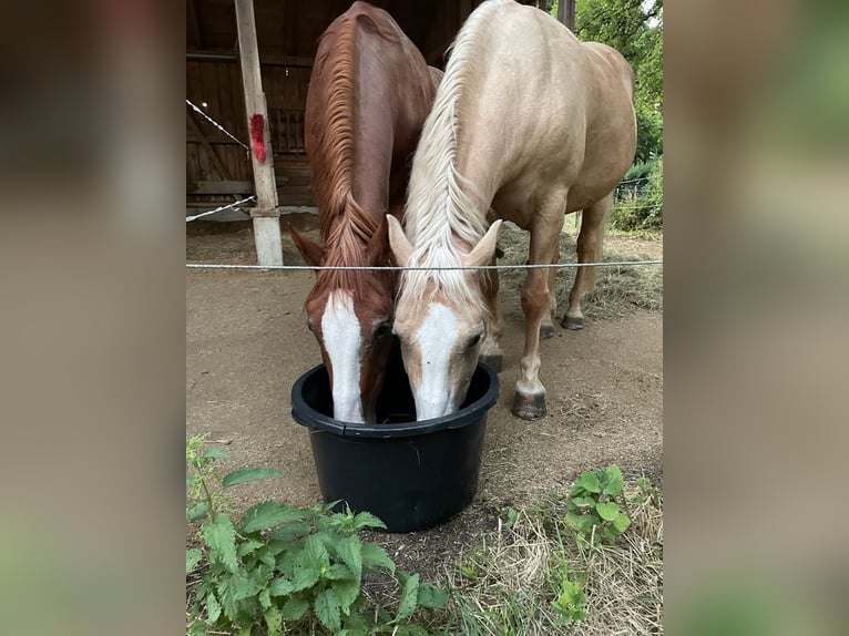 Haflinger Croisé Jument 25 Ans 155 cm Palomino in Utting am Ammersee