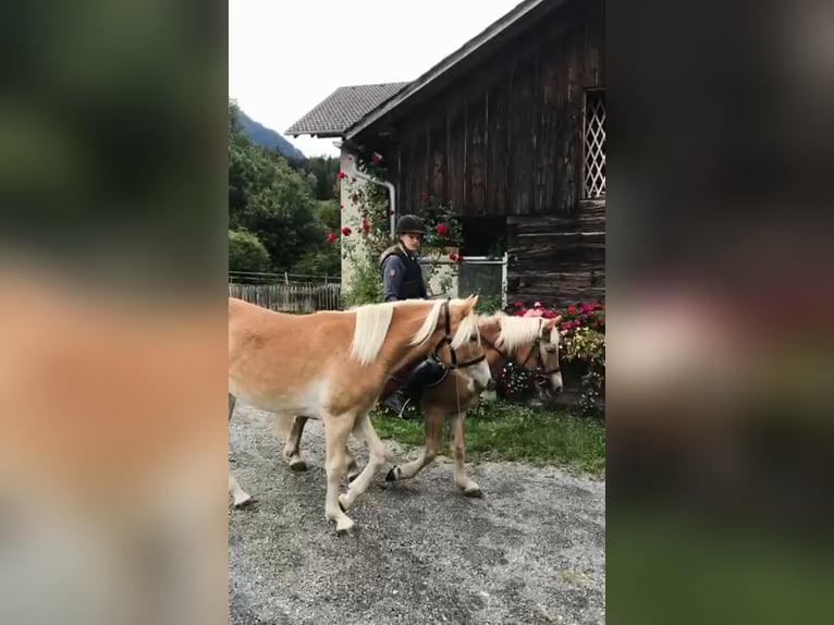 Haflinger Jument 26 Ans 140 cm Alezan in Nenzing Bazul 6