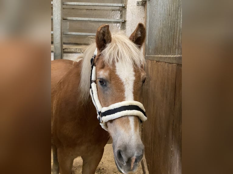 Haflinger Jument 27 Ans 140 cm Alezan in Nenzing Bazul 6