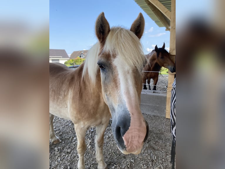 Haflinger Jument 29 Ans 139 cm Alezan in Wiehl