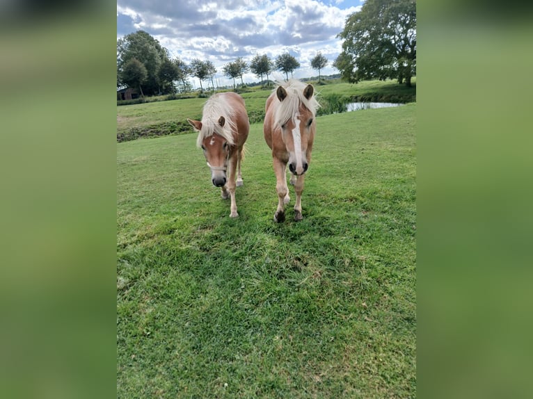 Haflinger Jument 2 Ans 138 cm Alezan in Middenbeemster