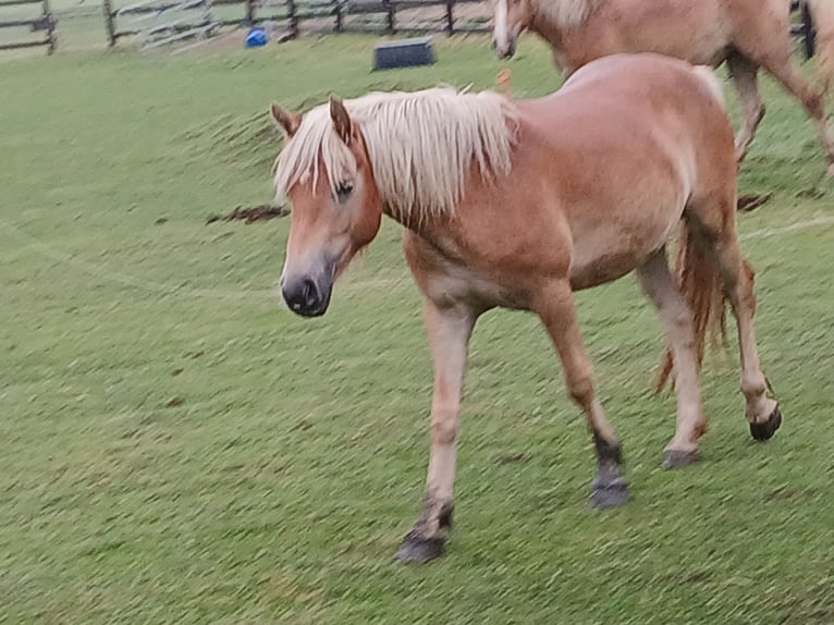 Haflinger Jument 2 Ans 138 cm Alezan in Middenbeemster