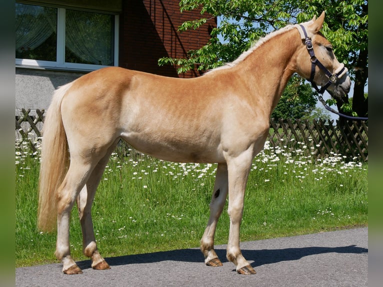 Haflinger Jument 2 Ans 139 cm  in Dorsten