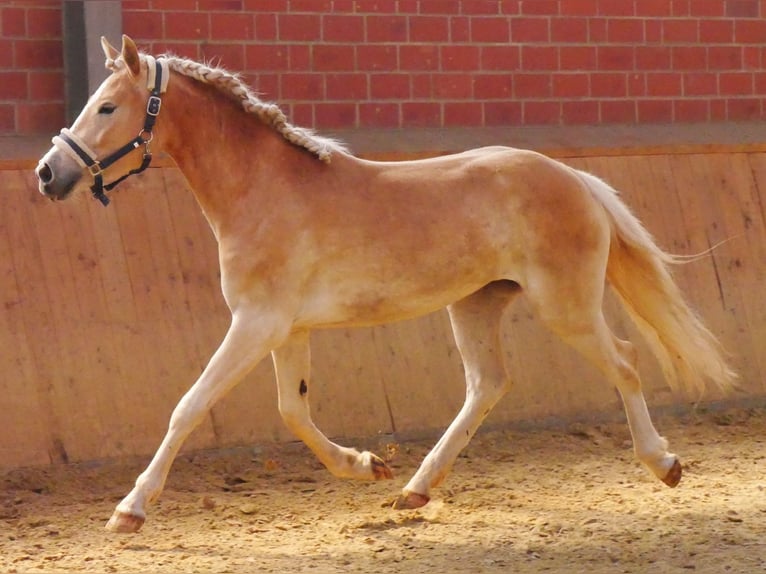 Haflinger Jument 2 Ans 139 cm  in Dorsten