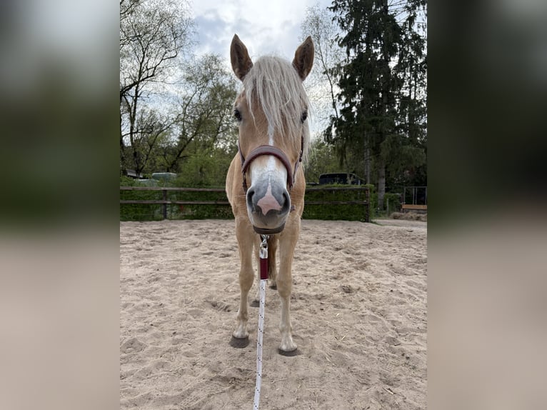 Haflinger Jument 2 Ans 143 cm Alezan in Apeldoorn
