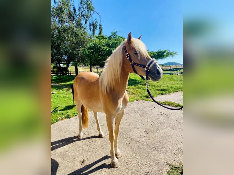 Haflinger Jument 2 Ans 145 cm Alezan in Fritzlar