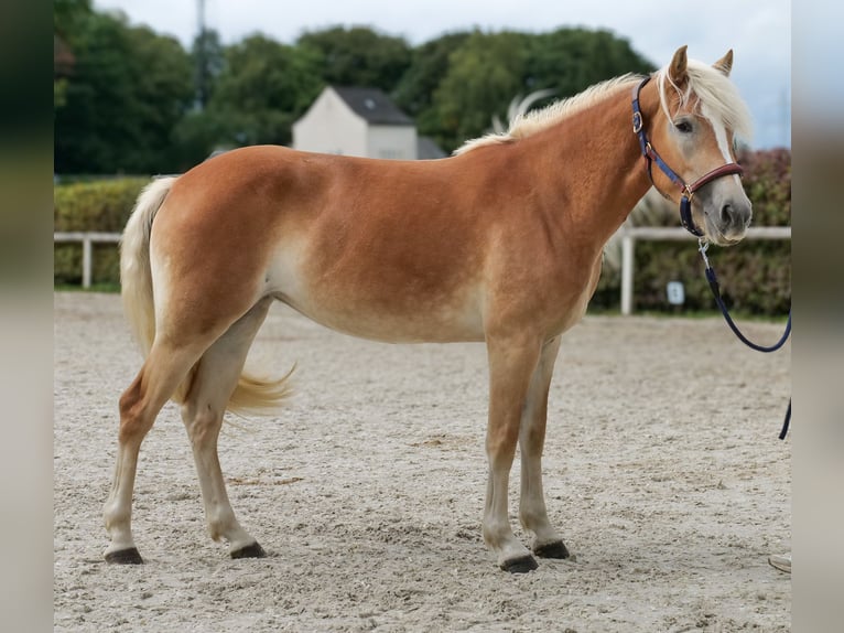 Haflinger Jument 2 Ans 145 cm Alezan in Neustadt (Wied)