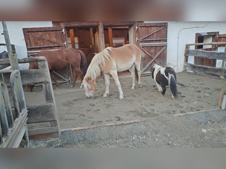 Haflinger Jument 2 Ans 145 cm in Greisdorf
