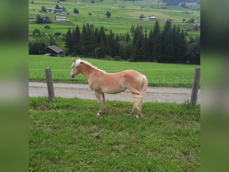 Haflinger Jument 2 Ans 145 cm Palomino in Steinach am Brenner