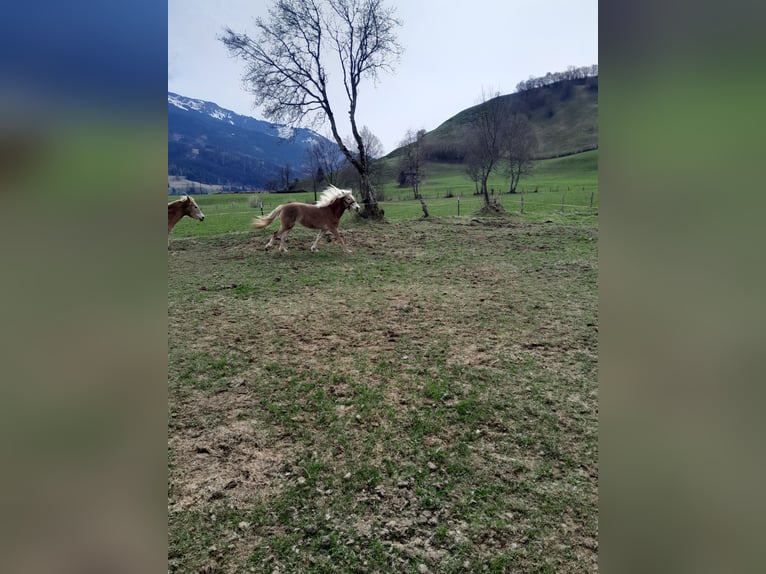 Haflinger Jument 2 Ans 146 cm Alezan in Saalfelden