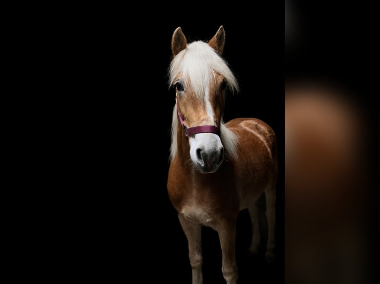 Haflinger Jument 2 Ans 148 cm  in Tadten