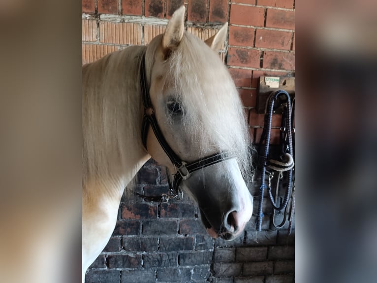 Haflinger Jument 2 Ans 150 cm  in Coesfeld