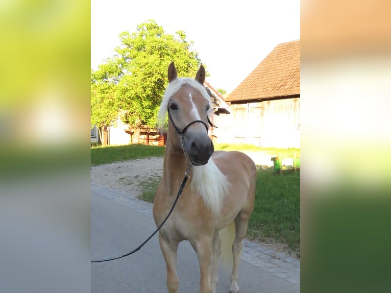 Haflinger Jument 2 Ans 151 cm Alezan in Schrozberg