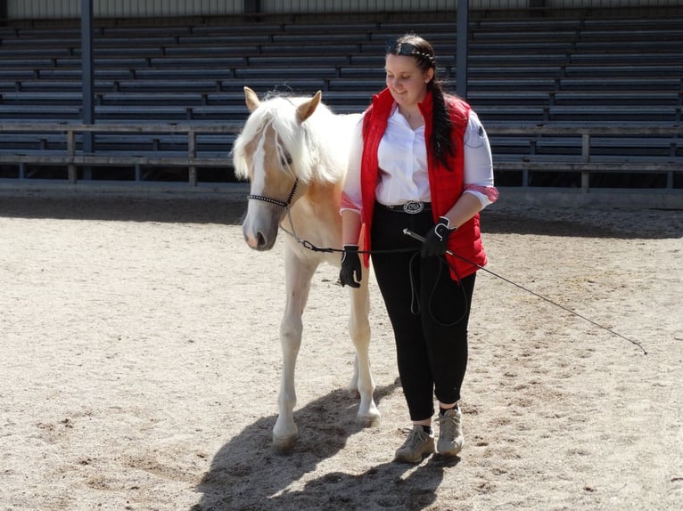 Haflinger Jument 2 Ans 153 cm Alezan in Münster