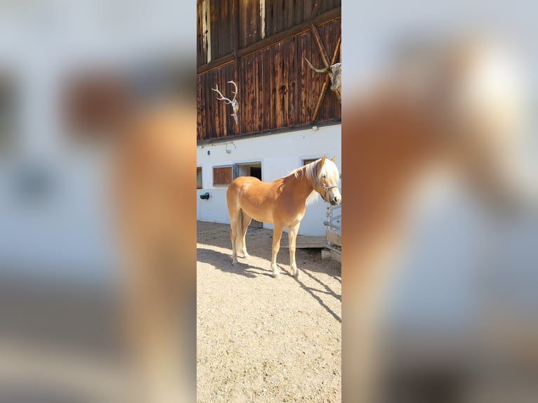 Haflinger Jument 2 Ans  in St.Sigmund