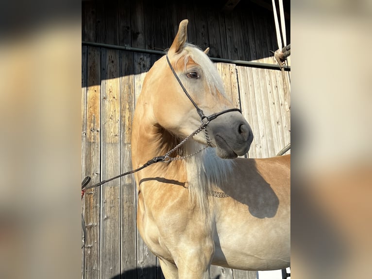 Haflinger Jument 2 Ans  in Teisendorf