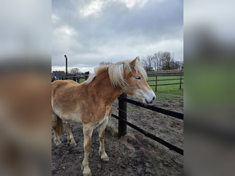 Haflinger Jument 2 Ans  in Beckeln