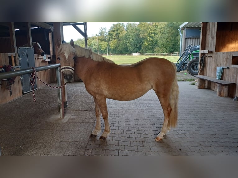 Haflinger Jument 3 Ans 138 cm Alezan in Bretten