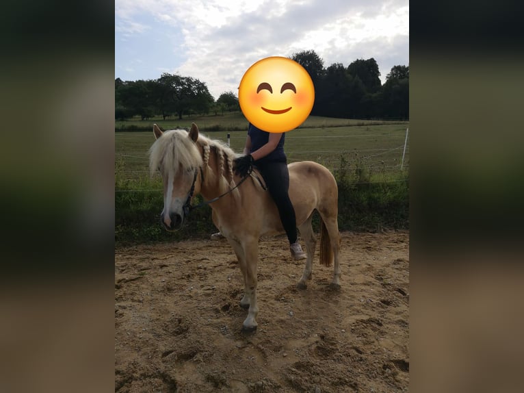 Haflinger Jument 3 Ans 140 cm Alezan in Ebermannstadt
