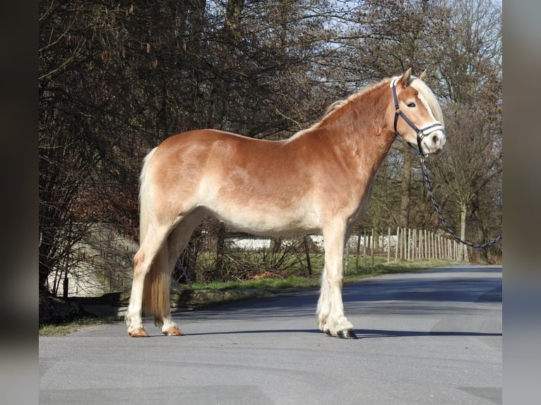 Haflinger Jument 3 Ans 142 cm Alezan in Verl