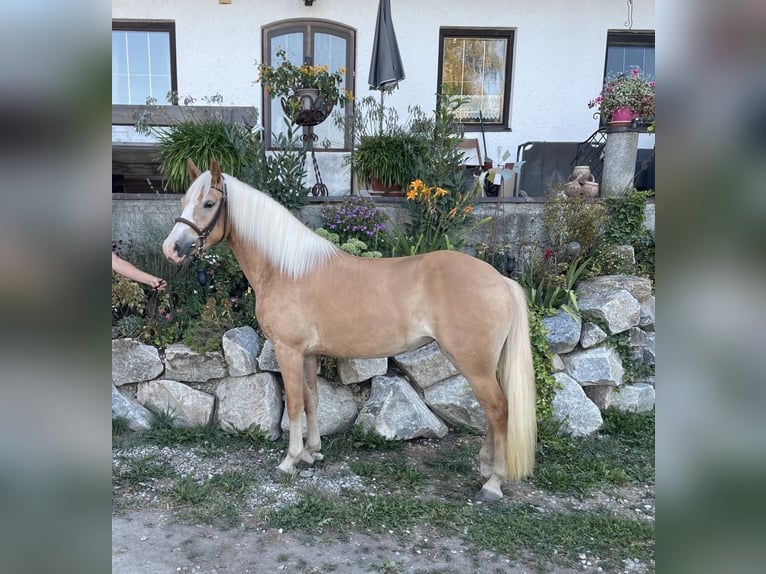 Haflinger Jument 3 Ans 143 cm Alezan in Aschau am Inn