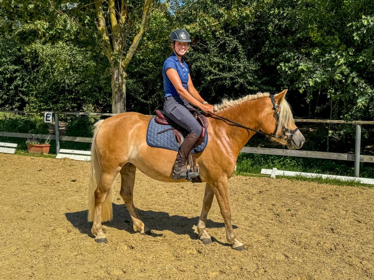 Haflinger Jument 3 Ans 143 cm Alezan in Niederbösa