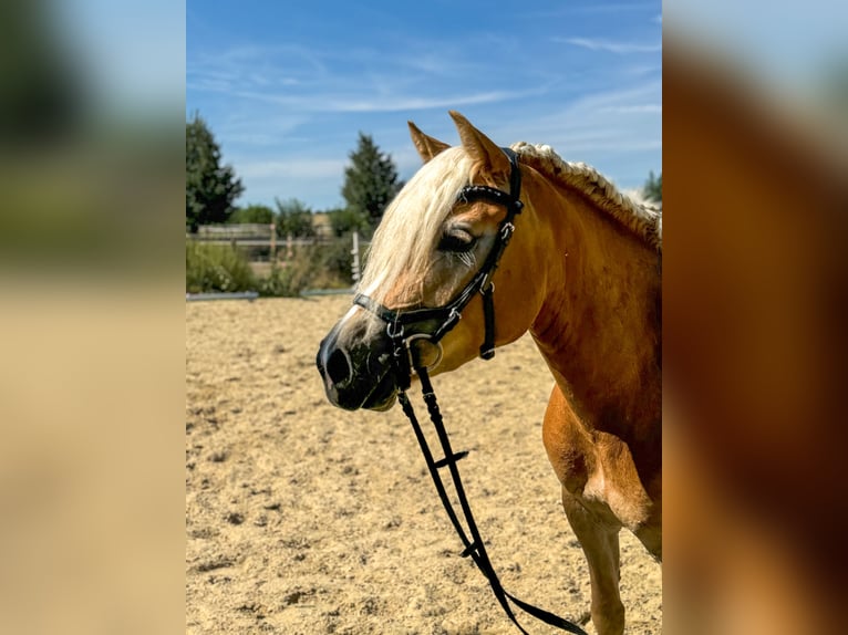 Haflinger Jument 3 Ans 143 cm Alezan in Niederbösa