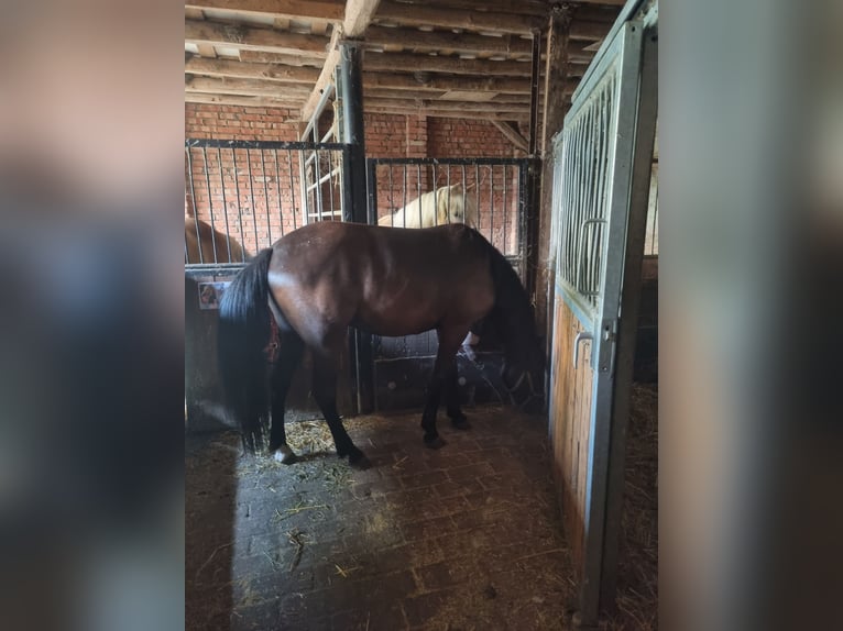 Haflinger Croisé Jument 3 Ans 144 cm Noir in Sömmerda Ortsteil Orlishausen