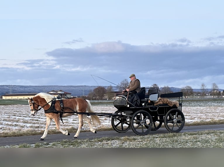 Haflinger Jument 3 Ans 145 cm Alezan in Riedlingen