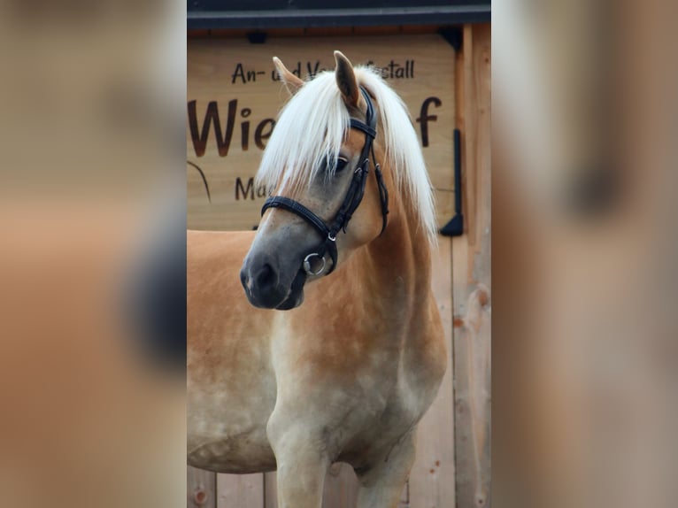 Haflinger Jument 3 Ans 145 cm Alezan in Kirchbichl