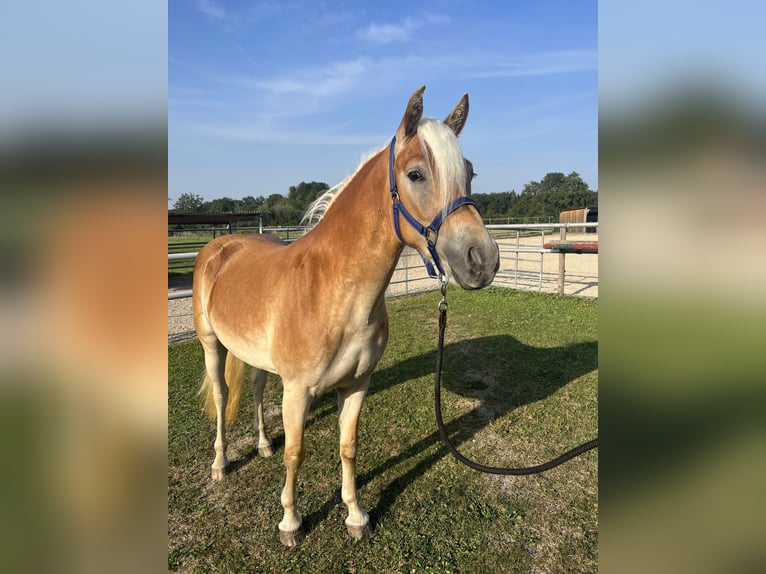 Haflinger Jument 3 Ans 145 cm Bai in Laberweinting