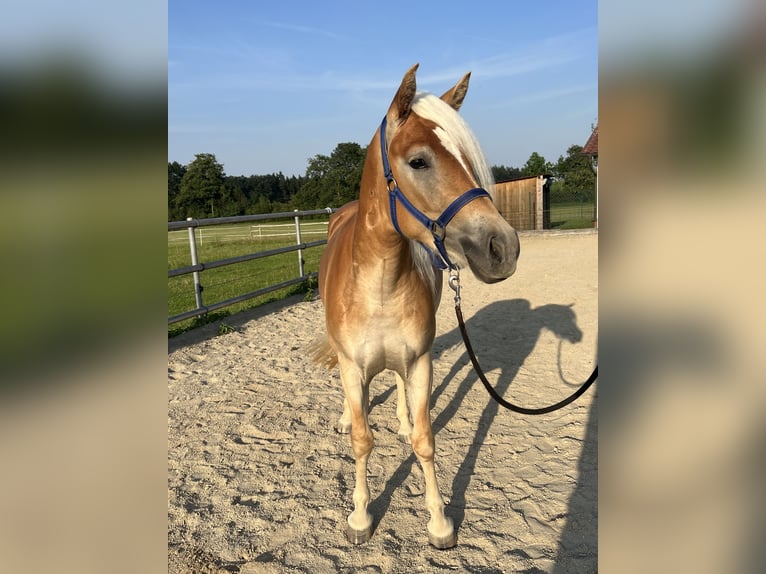 Haflinger Jument 3 Ans 145 cm Bai in Laberweinting