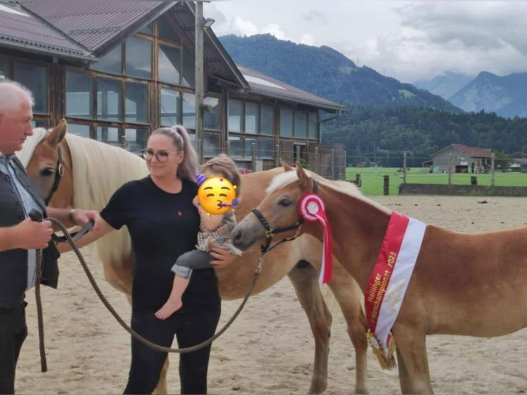 Haflinger Jument 3 Ans 146 cm Alezan in Kuchl