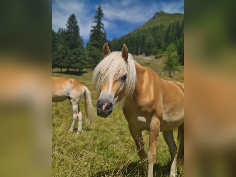Haflinger Jument 3 Ans 146 cm Alezan in Stadtschlaining