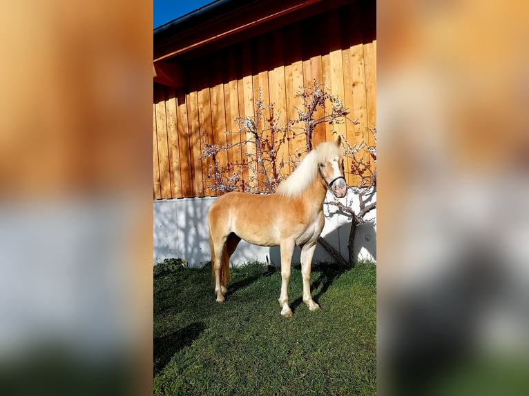 Haflinger Jument 3 Ans 146 cm Alezan in Mittersill