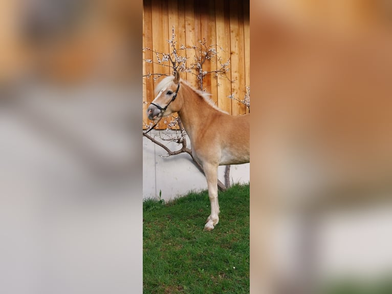 Haflinger Jument 3 Ans 146 cm Alezan in Mittersill