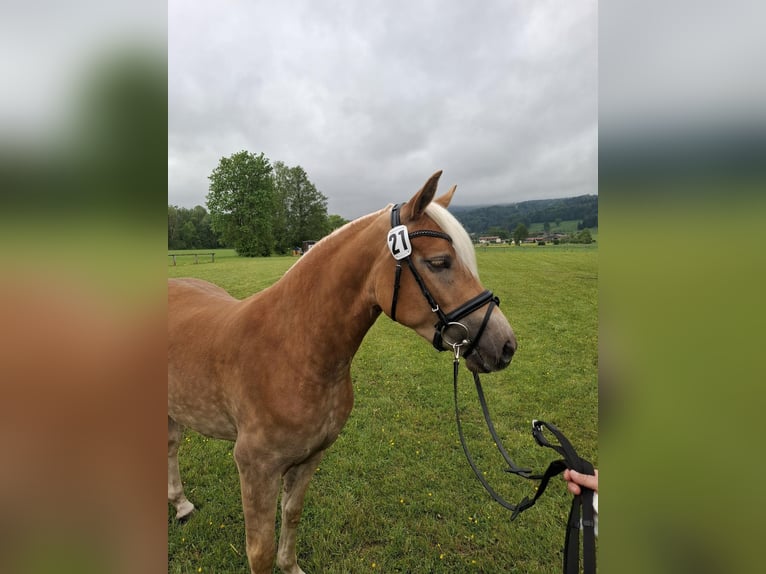 Haflinger Jument 3 Ans 147 cm Alezan in Flintsbach