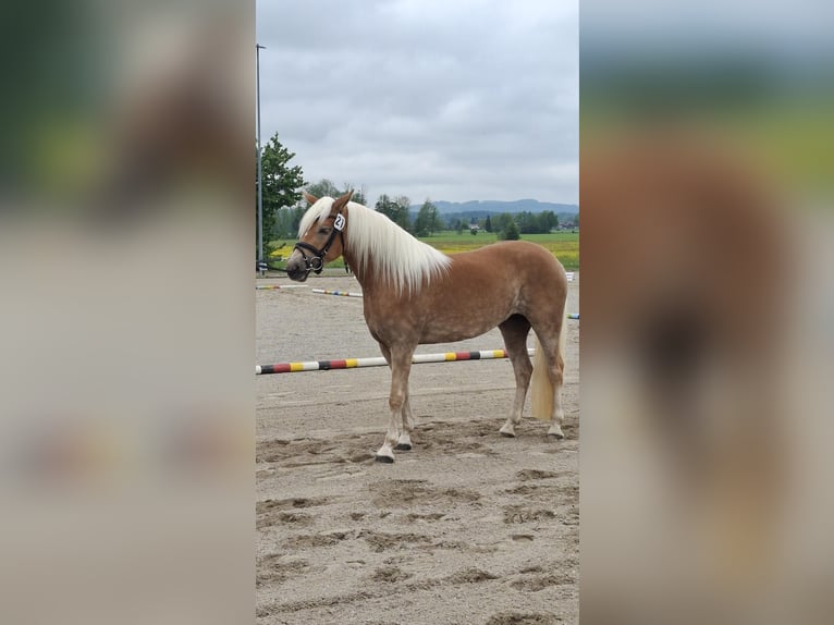 Haflinger Jument 3 Ans 147 cm Alezan in Flintsbach