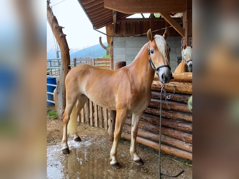 Haflinger Jument 3 Ans 147 cm Alezan in Bozen/Südtirol