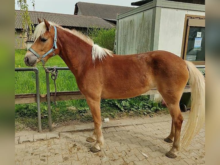 Haflinger Jument 3 Ans 147 cm Alezan in Rümlang