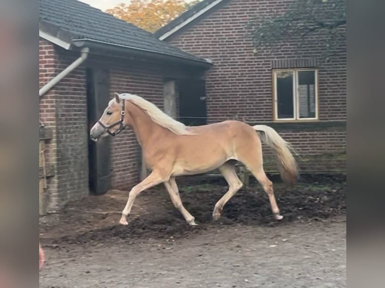 Haflinger Jument 3 Ans 147 cm in Deurne