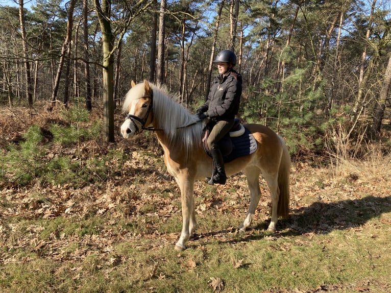 Haflinger Jument 3 Ans 147 cm in Deurne