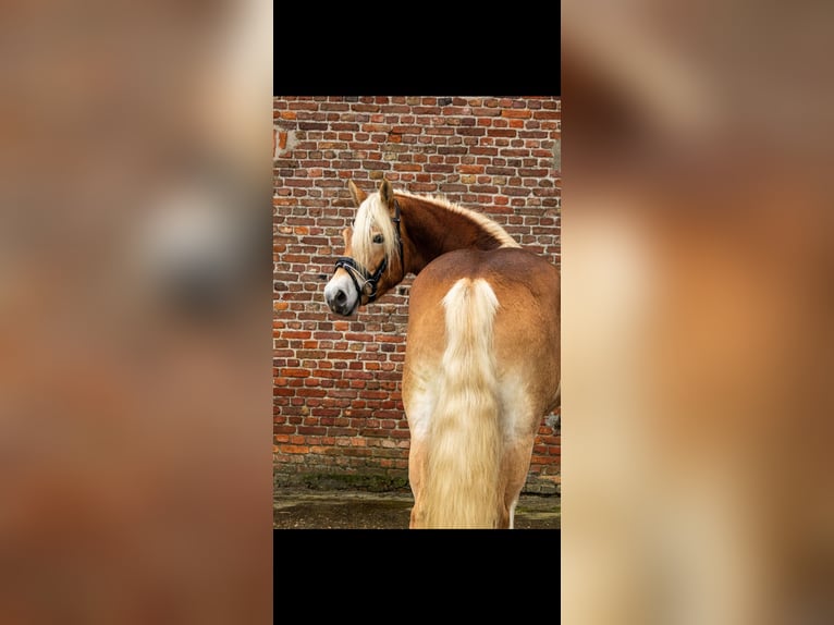 Haflinger Jument 3 Ans 148 cm Alezan in Sas van Gent